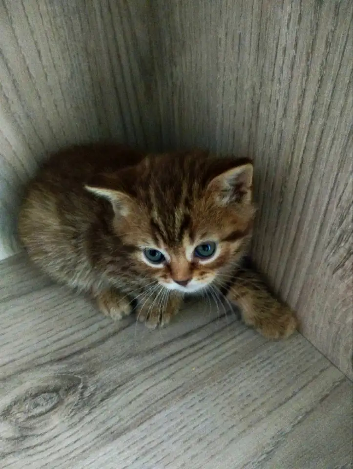 Шотландские котята. Скоттиш-страйт, фотография 1