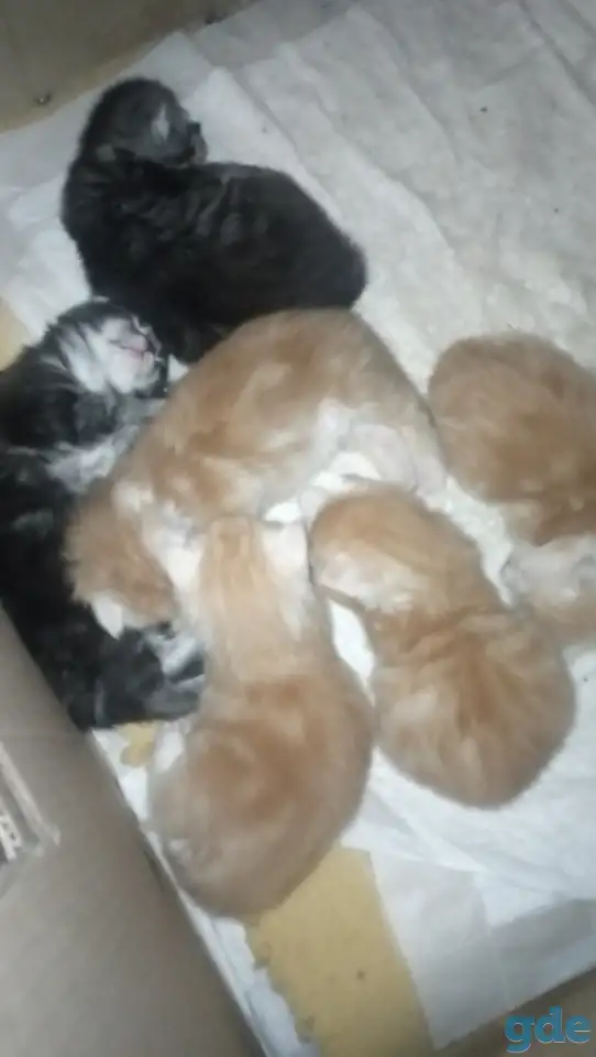 Котята, фотография 6