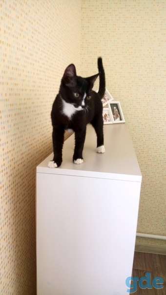 Котенок ищет дом, фотография 1