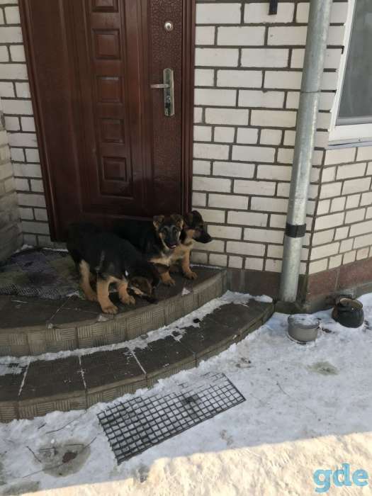 Продам щенков немецкой овчарки, фотография 8