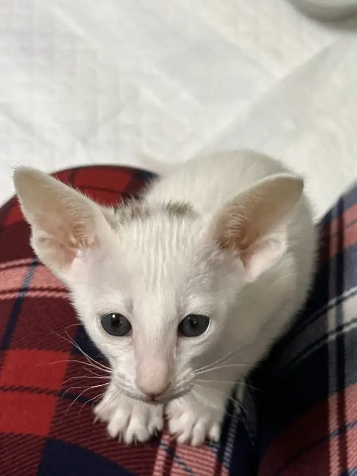 Ориентальный котенок, фотография 2