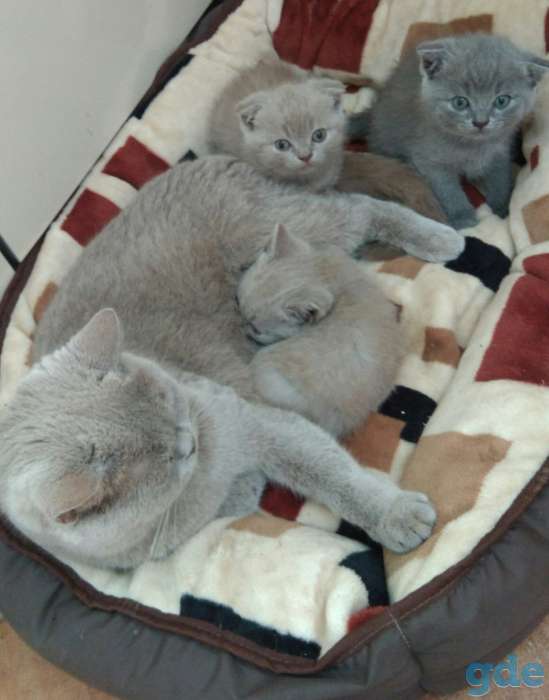 Шотландские котята, фотография 2