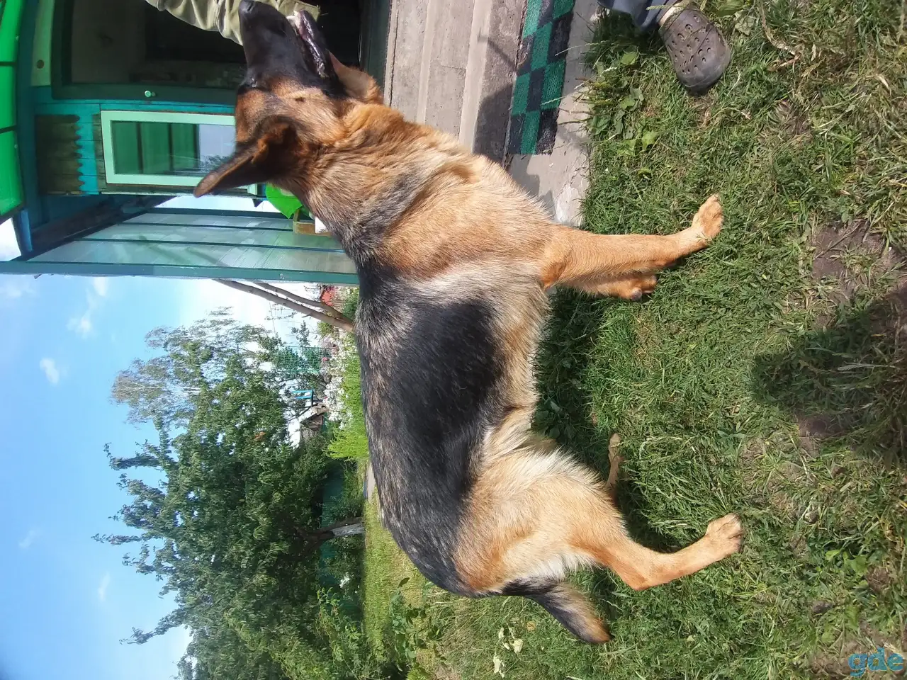 Срочно!!! Продам овчарку, фотография 8