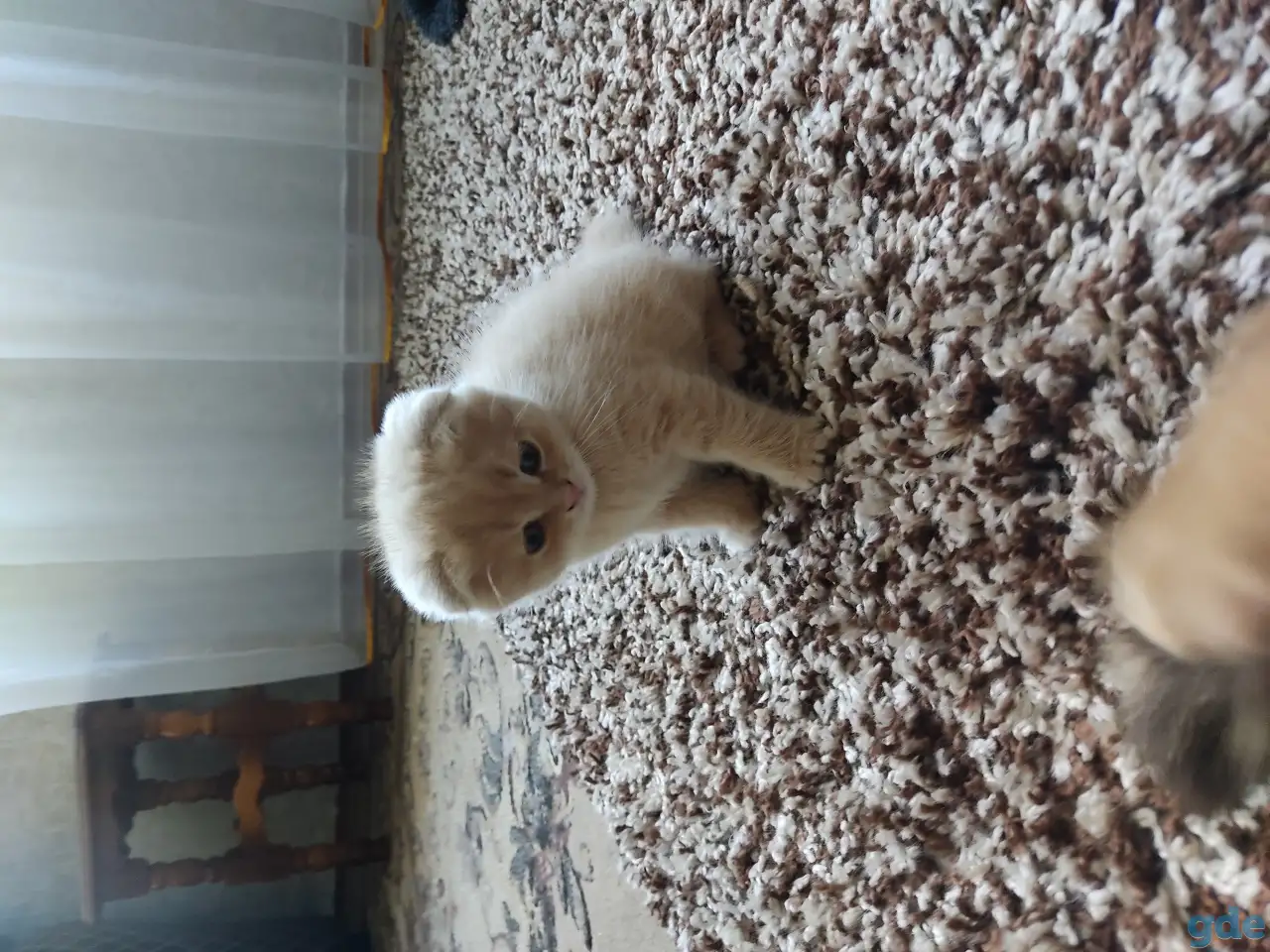 Шотландский котёнок, фотография 2