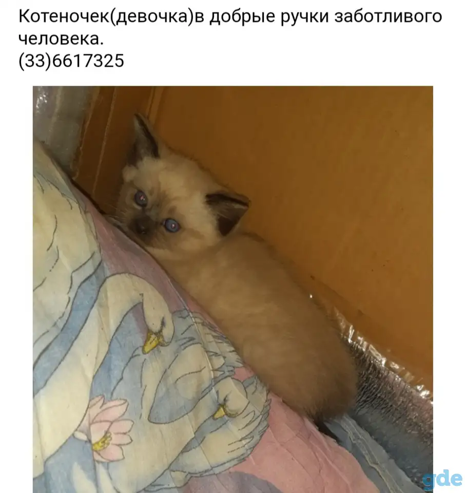 Красивый котеночек(девочка))в добрые руки, фотография 1