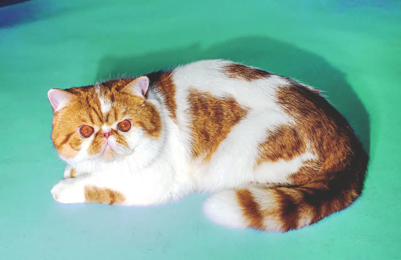 Экзотический кот Гарфилд. Даром., фотография 5
