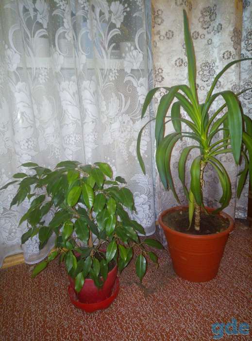 Продам комнатные цветы, фотография 3