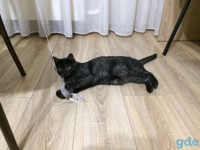 Кошечка подросток ищет любящих мам-пап, фотография 5