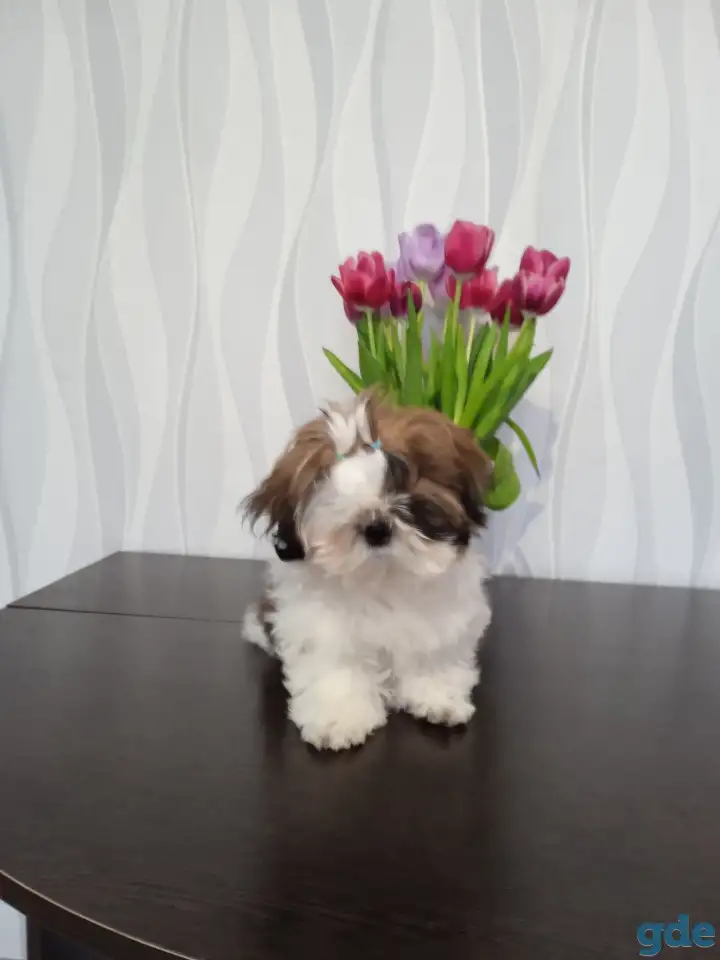 Щенок щит цу, фотография 3