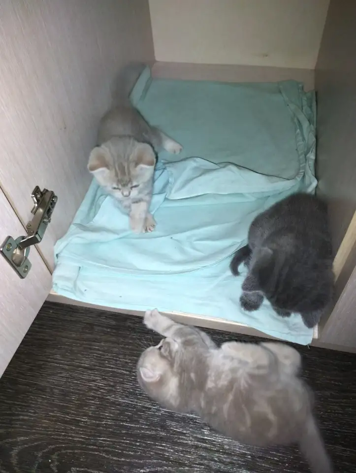 Шотландские котята, фотография 5