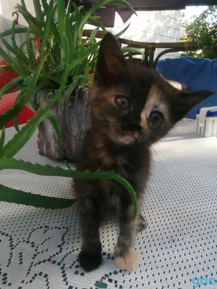 Котенок уникальной расцветки, фотография 5