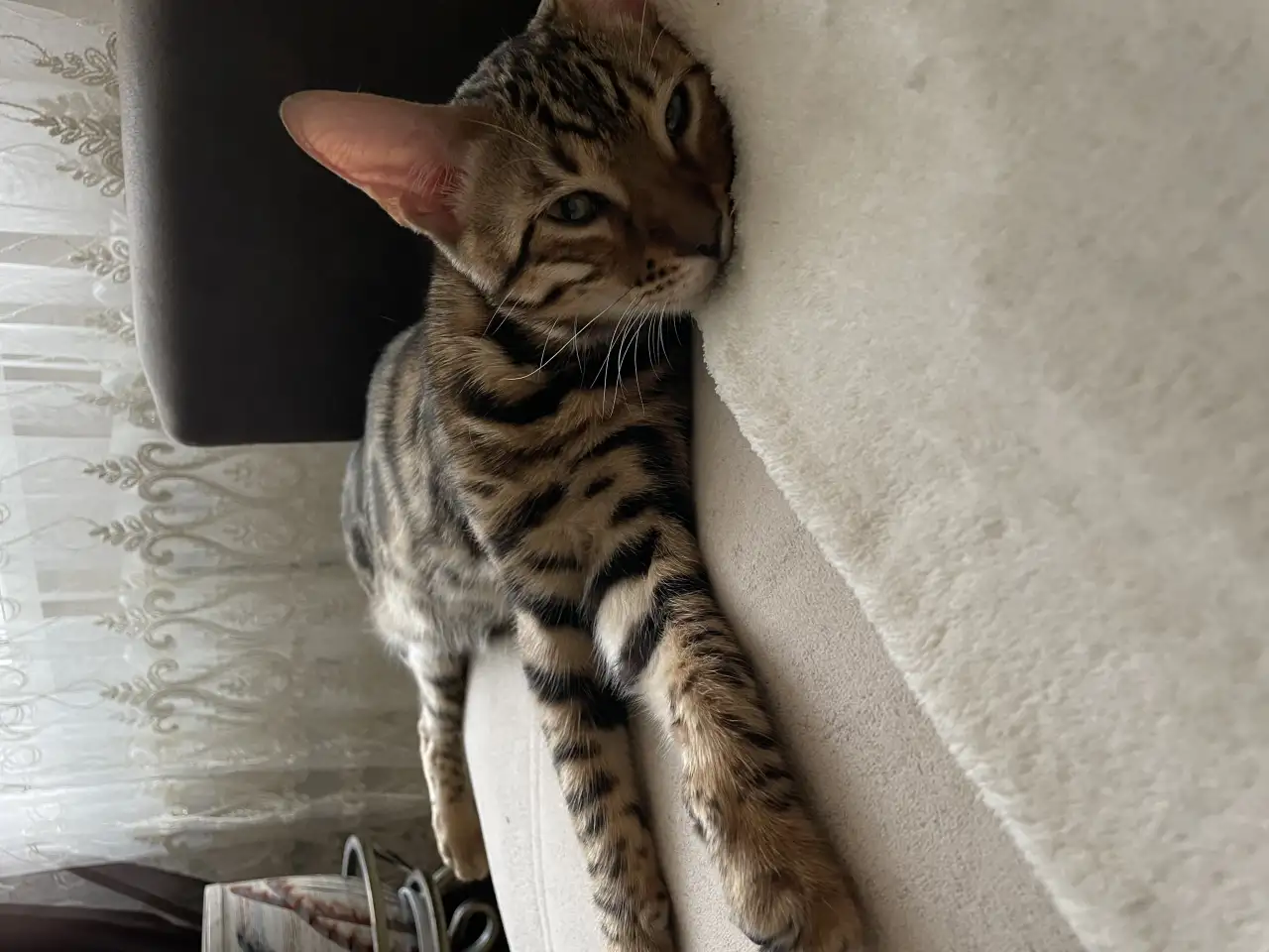 Котёнок Бенгал 4 мес., фотография 6