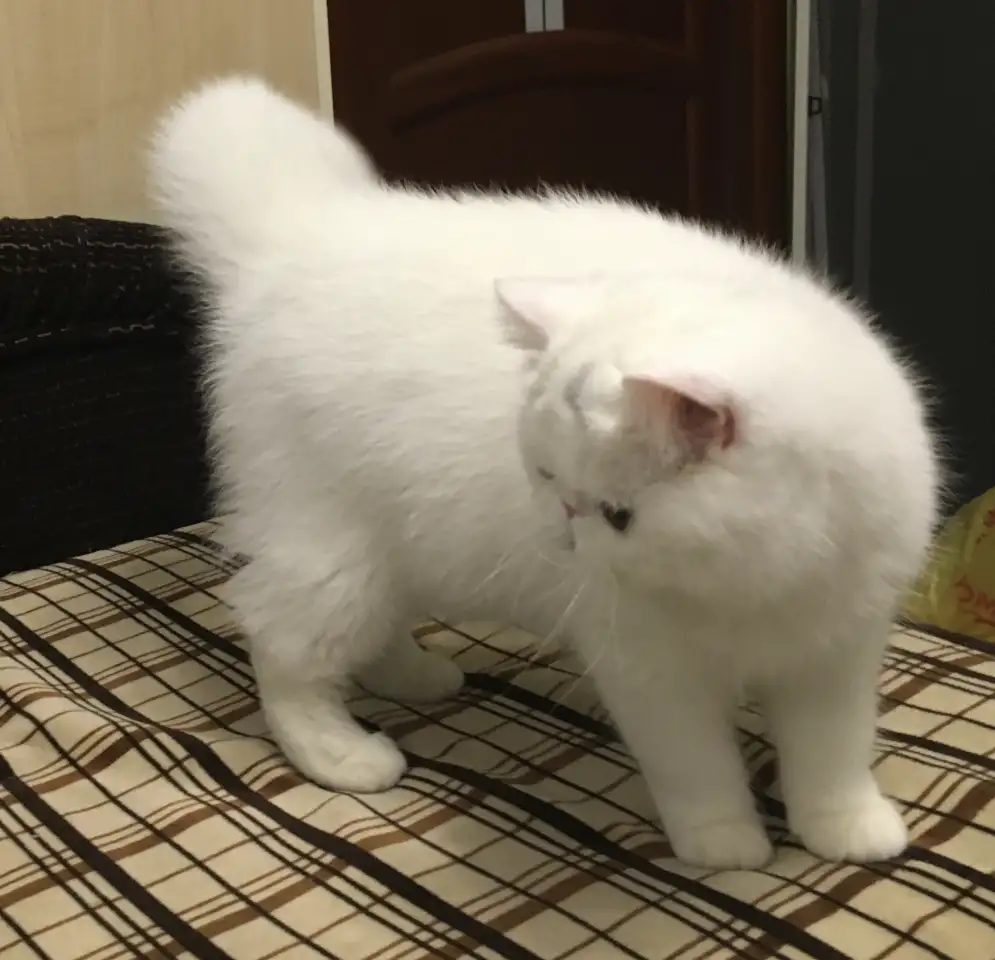 Белый экзотический котенок, фотография 6