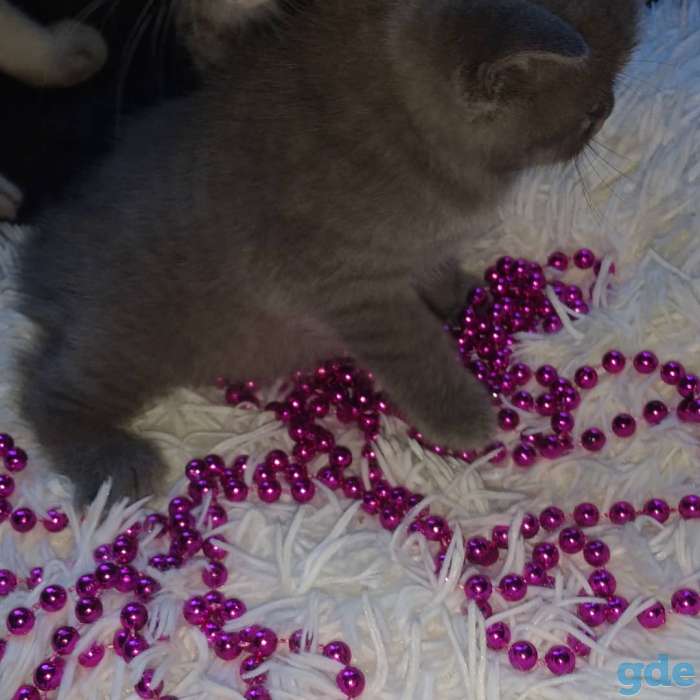 Шотландская кошечка, фотография 3
