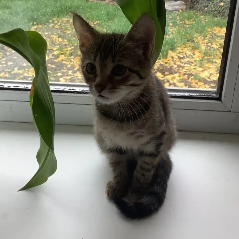 котёнок, фотография 2