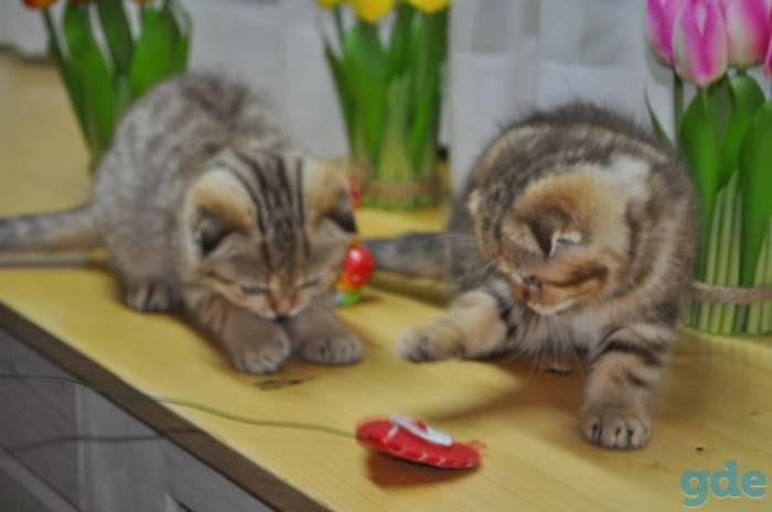 Шотландские котята, фотография 2
