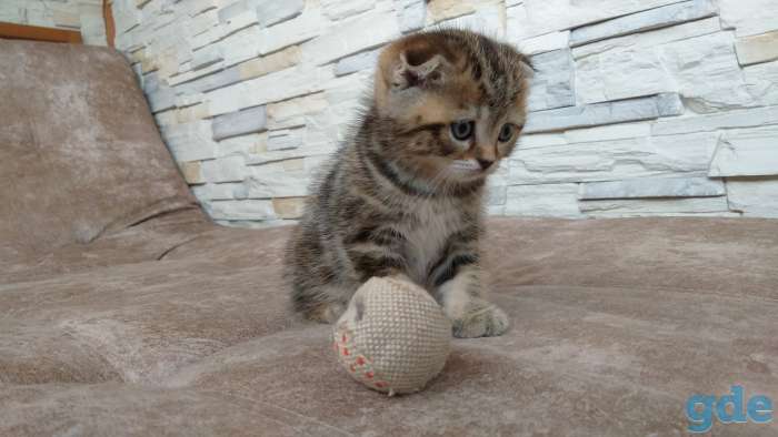 Шотландские котята, фотография 8