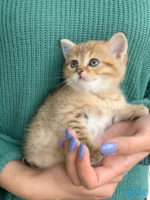 Шикарный шотландский котёнок, фотография 7