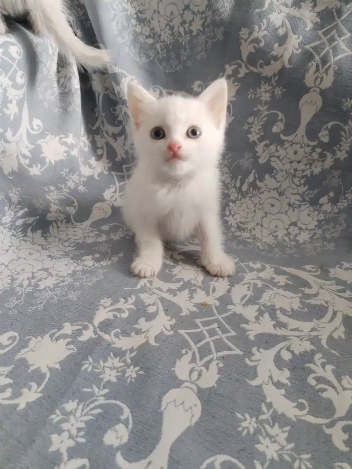 Красивые котята в дар, фотография 4
