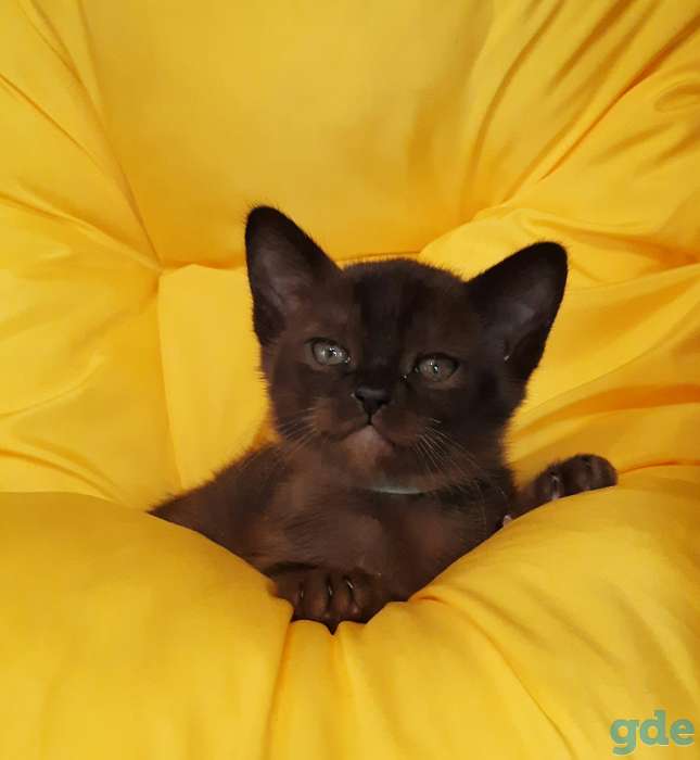 Европейская бурма, котята, фотография 3