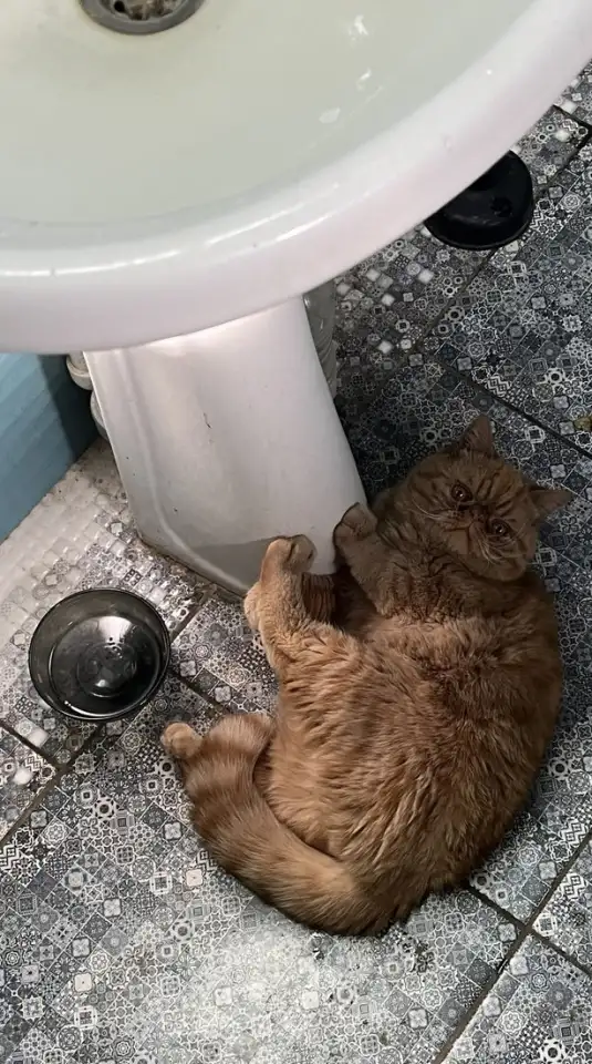 Котенок персидский, фотография 5