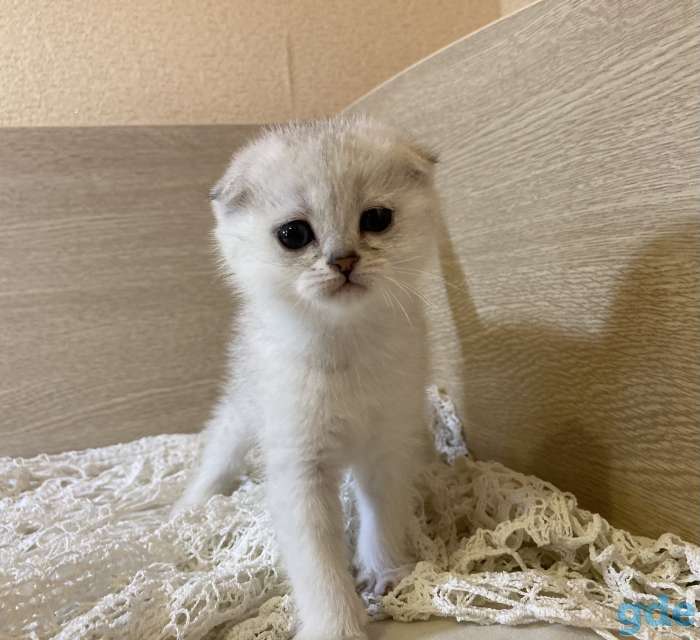 Шотландские вислоухие котята, фотография 4