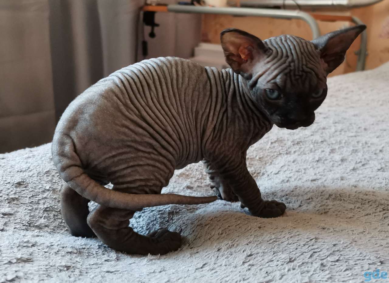 Каналский сфинкс котята, фотография 5