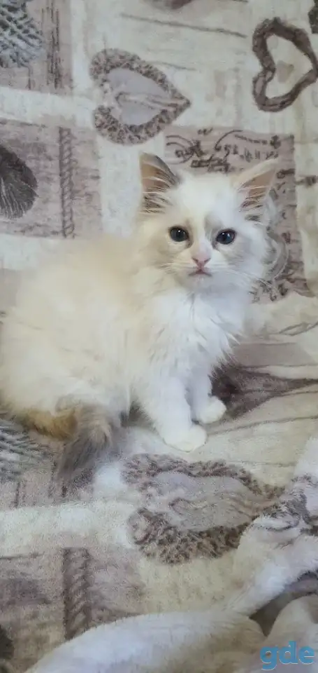 Котята рэгдоллл, фотография 2