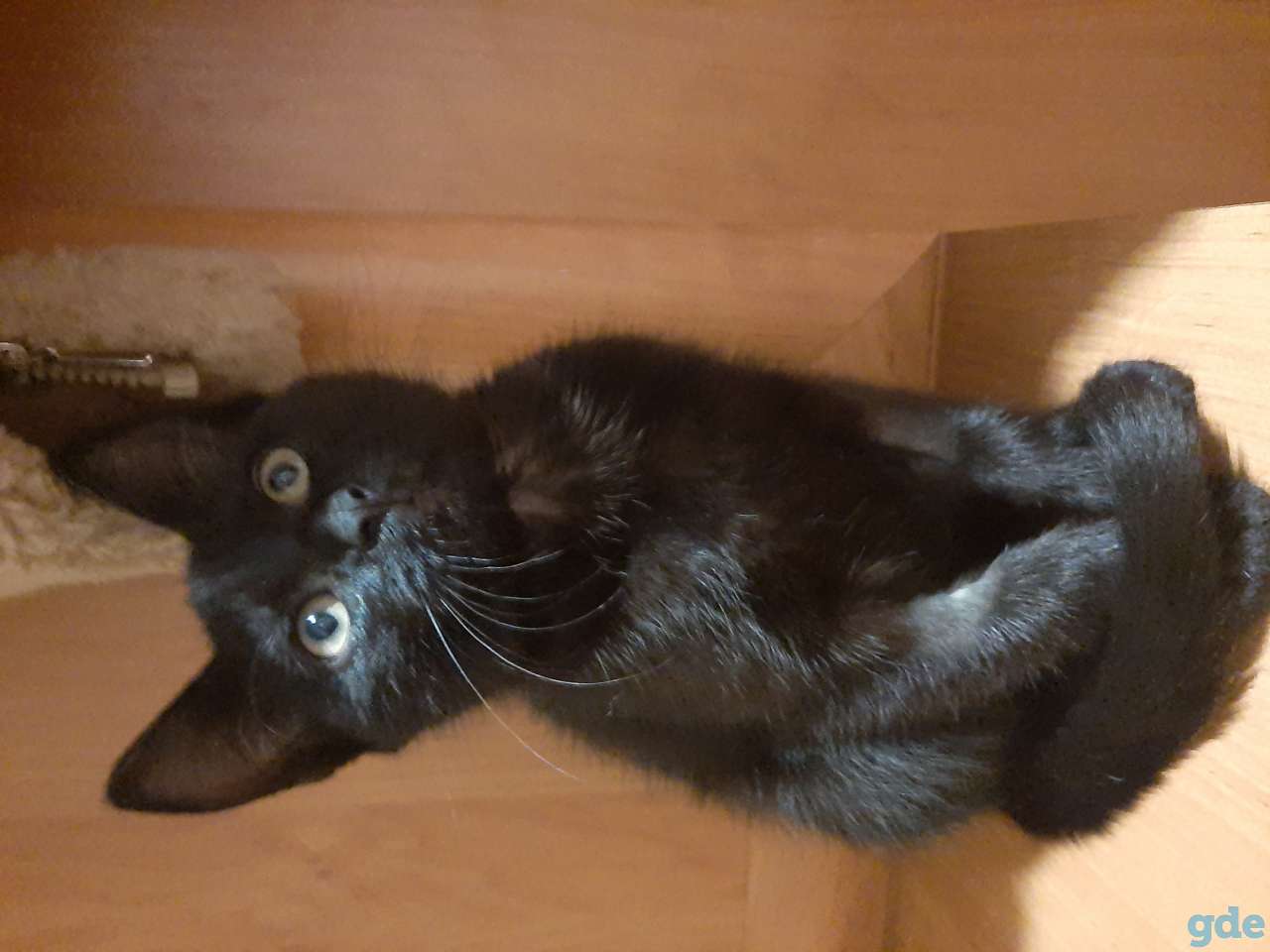 Котёнок в дар, фотография 1
