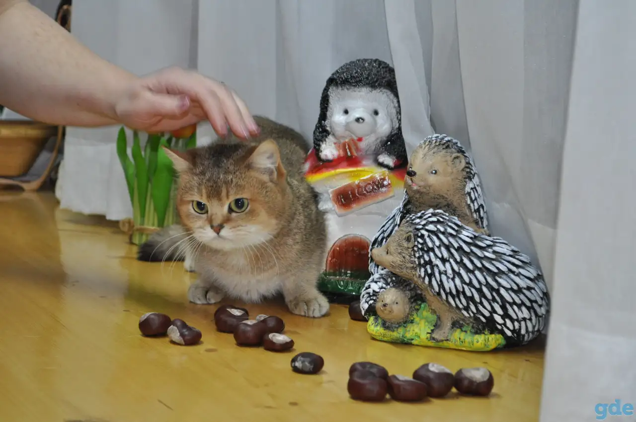Золотые Шиншилы, фотография 3
