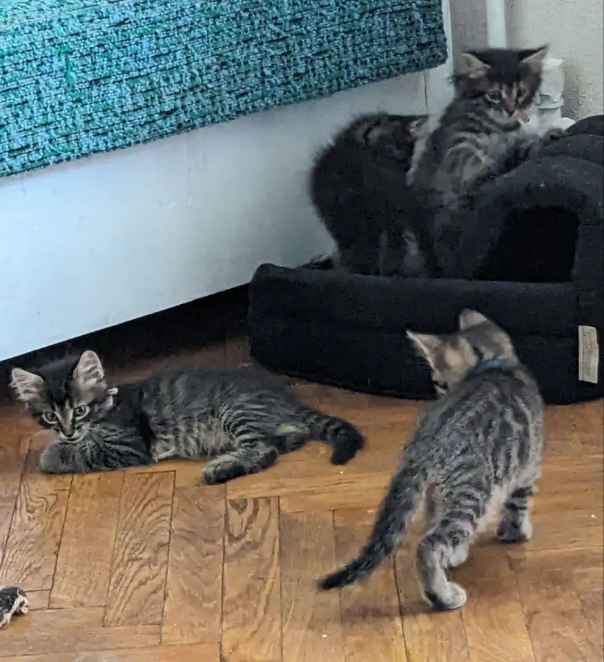 котенок, фотография 6
