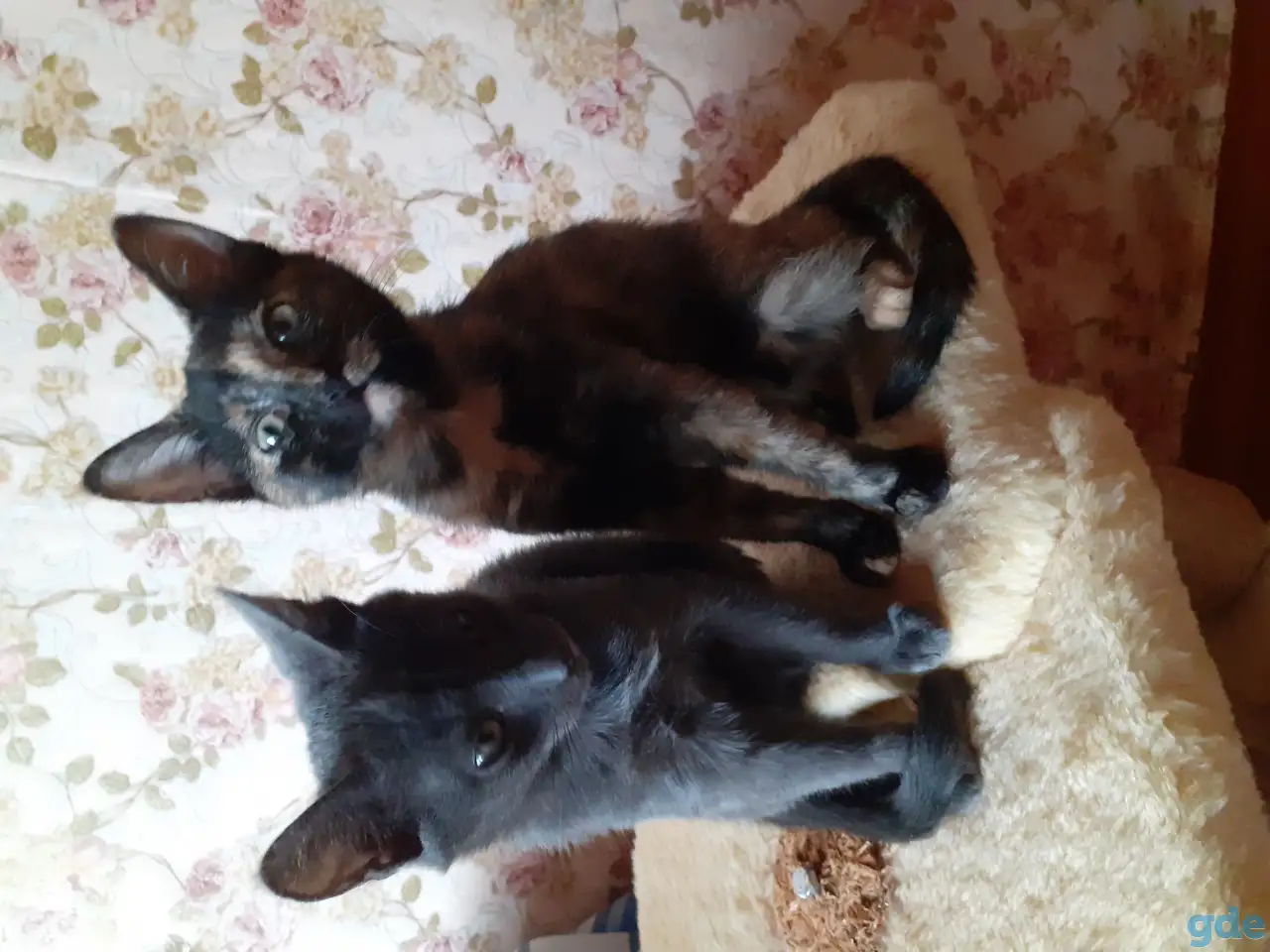Котята, фотография 1