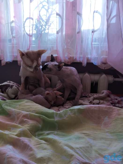 Котята канадского сфинкса, фотография 4