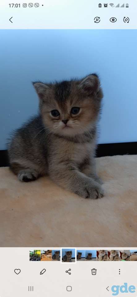 Котята, фотография 9