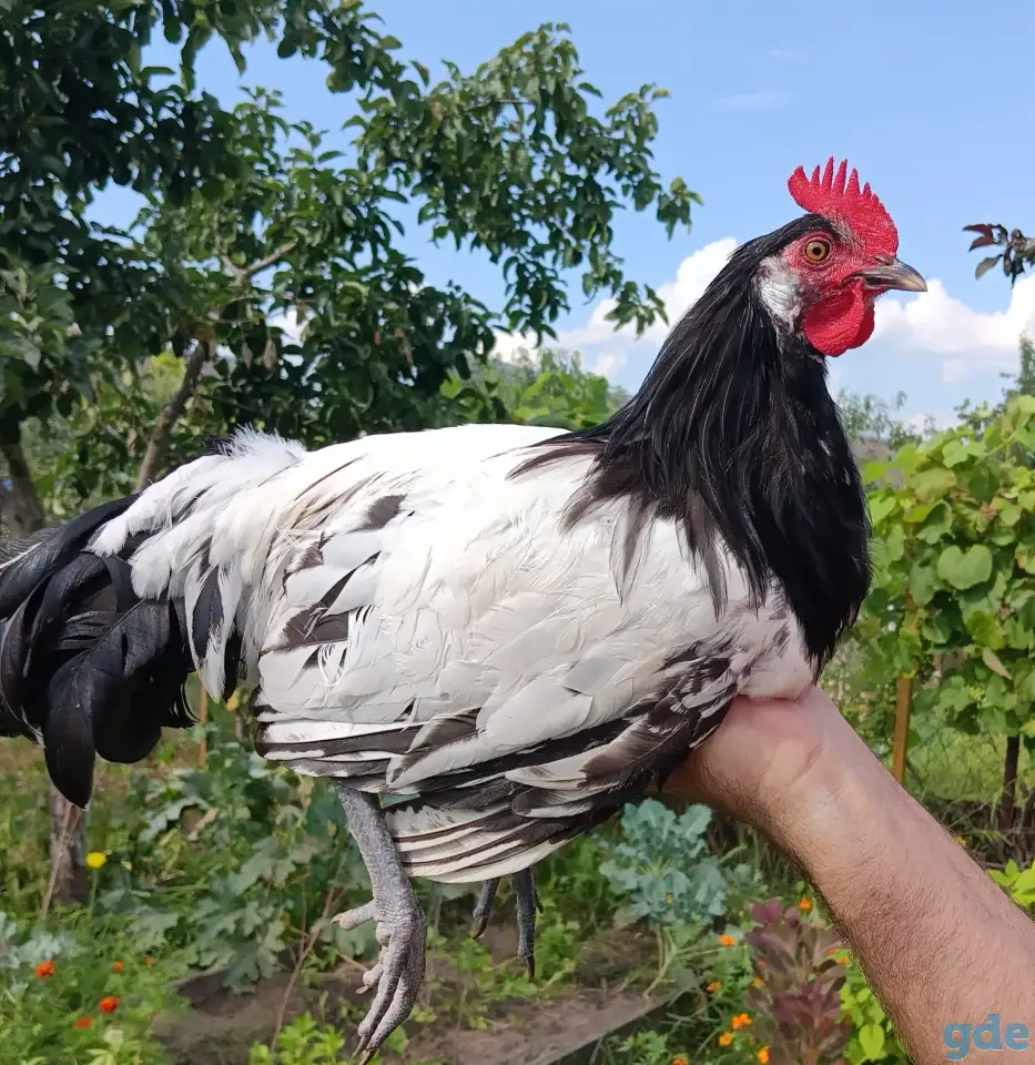 Продажа, фотография 5