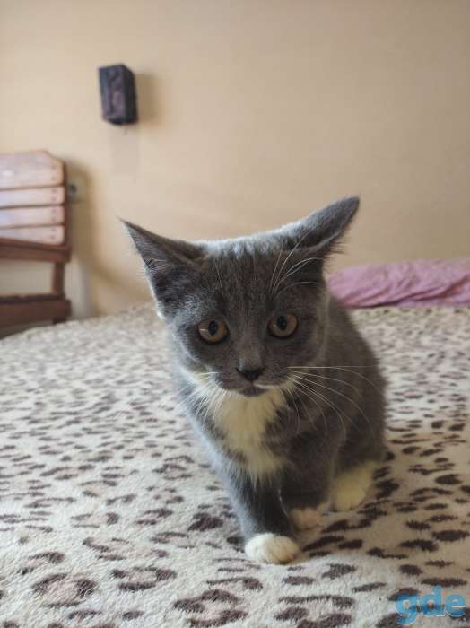 Милые котята, фотография 6