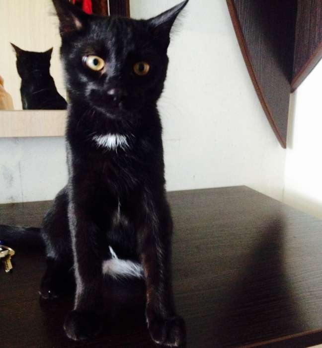 Подарю милого котёнка, фотография 2