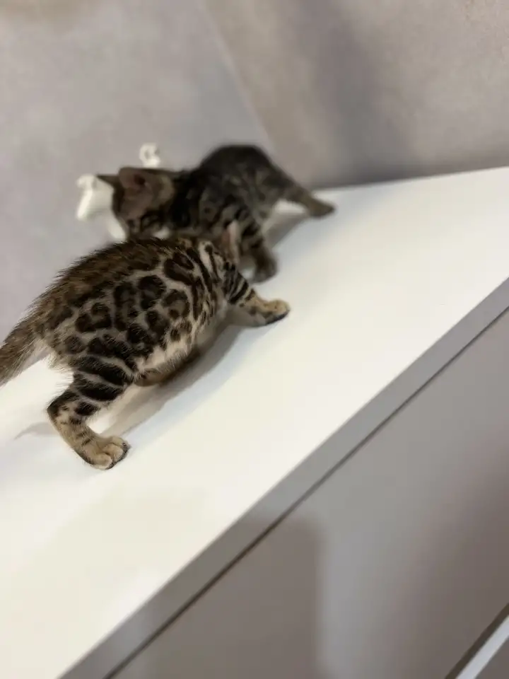 Бенгальские котята, фотография 3