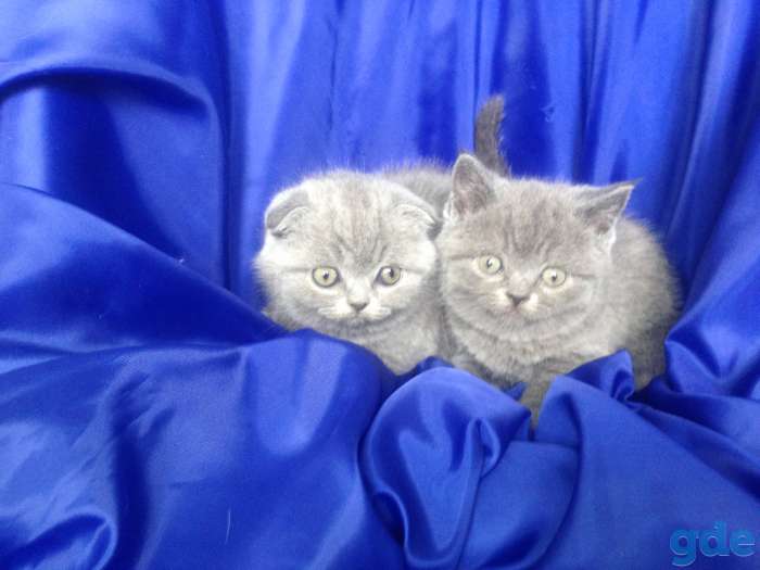Шотландские котята, фотография 2