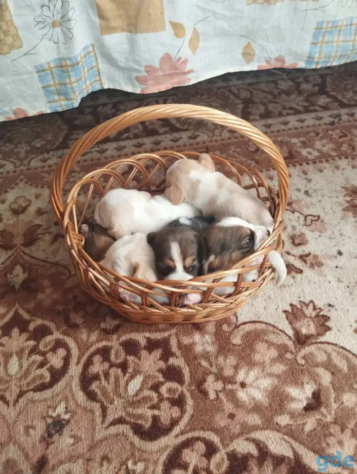Щенки бигля, фотография 1
