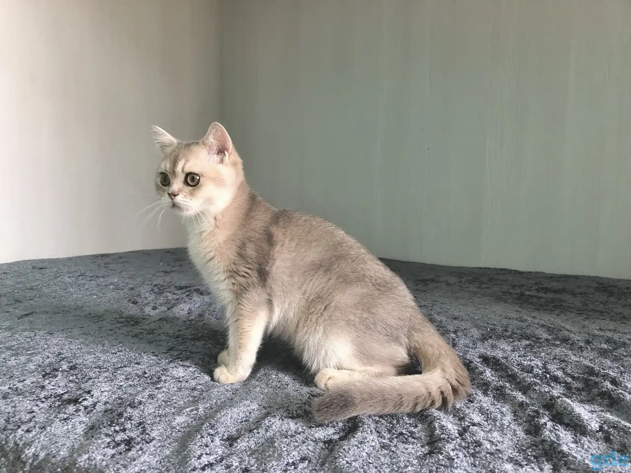 Шотландская кошка голубая золотая шиншилла, фотография 3