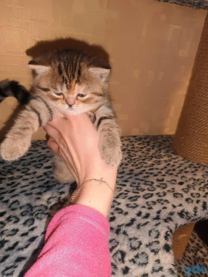 Шотландский котенок, фотография 7