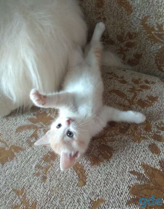 Британские котята, фотография 1