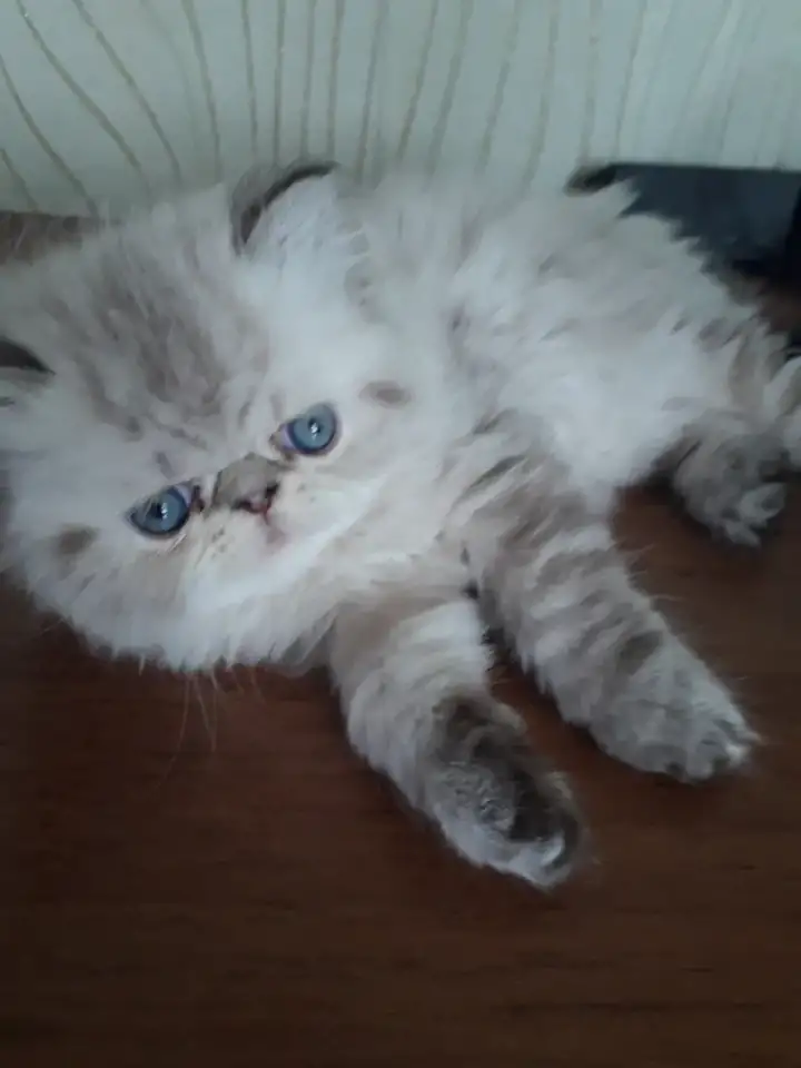 Персидские котята, фотография 2