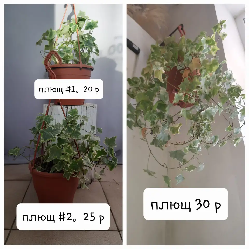 Комнатные растения лот СРОЧНО, фотография 2