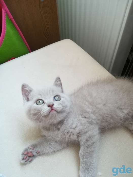 Продам шатландского прямоухого котёнка лилового окраса, фотография 1
