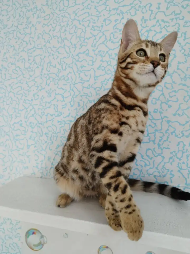 бенгальские котята, фотография 4