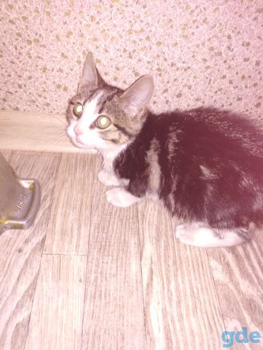 дарю котенка, фотография 2