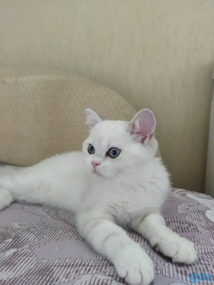 Шотландские котята с голубыми глазами, фотография 3