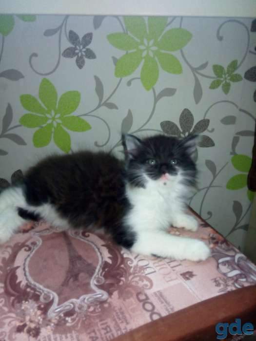 Котята, фотография 6